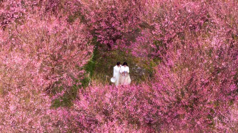 Winter-only plum blossom sea near Changsha is in full bloom (with check-in guide) — traveler post in Miluo