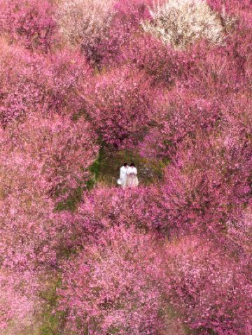 ทะเลดอกบ๊วยที่ปกติบานเฉพาะฤดูหนาวรอบเมืองฉางชา ตอนนี้กำลังเบ่งบานเต็มที่ (พร้อมคู่มือการท่องเที่ยว)