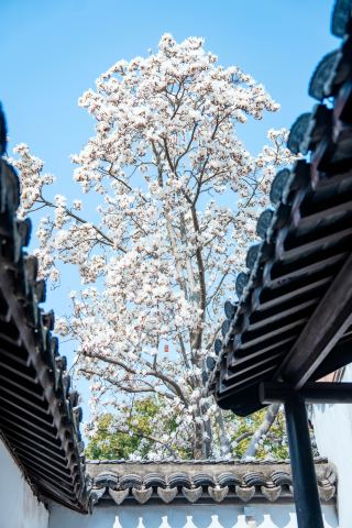 ต้นแมกโนเลียในสวนฟางต้า เมืองฉางซู่: ต้นไม้ที่งดงามใต้เจดีย์โบราณสมัยราชวงศ์ซ่งใต้