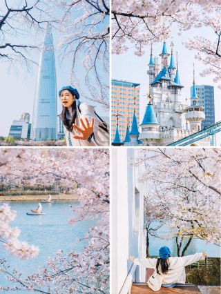 桜の城、ソウル玉淵潭｜石村湖水公園の桜鑑賞ガイド