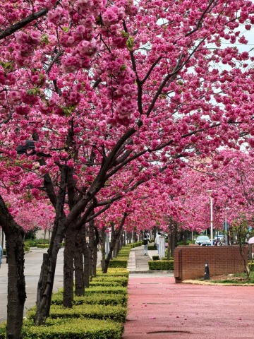 2026 Recommended Cherry blossom viewing in Cang'er Avenue (Updated