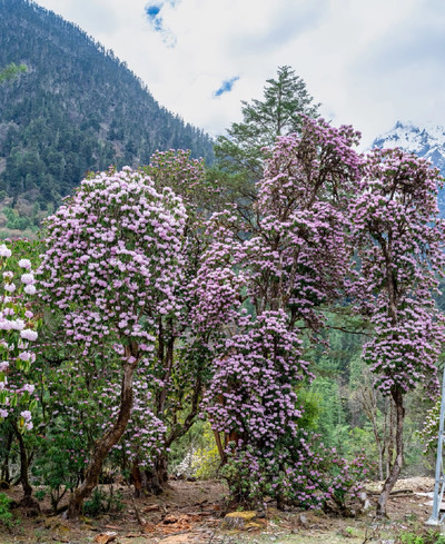 波密八盖ツツジ｜雪山の麓に広がる百年古樹の花海 | Trip.com ニンティ