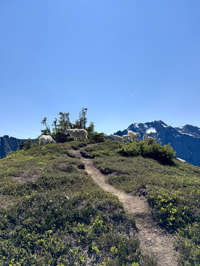 在Cascade Pass遇到了十隻岩羊寶寶