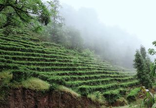 Ningnan Xingfu Tea Ridge | A lesser-known secret tea garden in the clouds of Liangshan