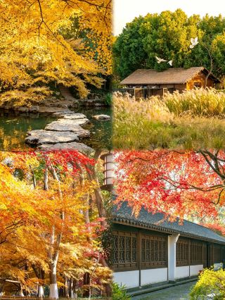 Hangzhou is beautiful, but I don't recommend rushing in during September–October—don't yell at me yet! 