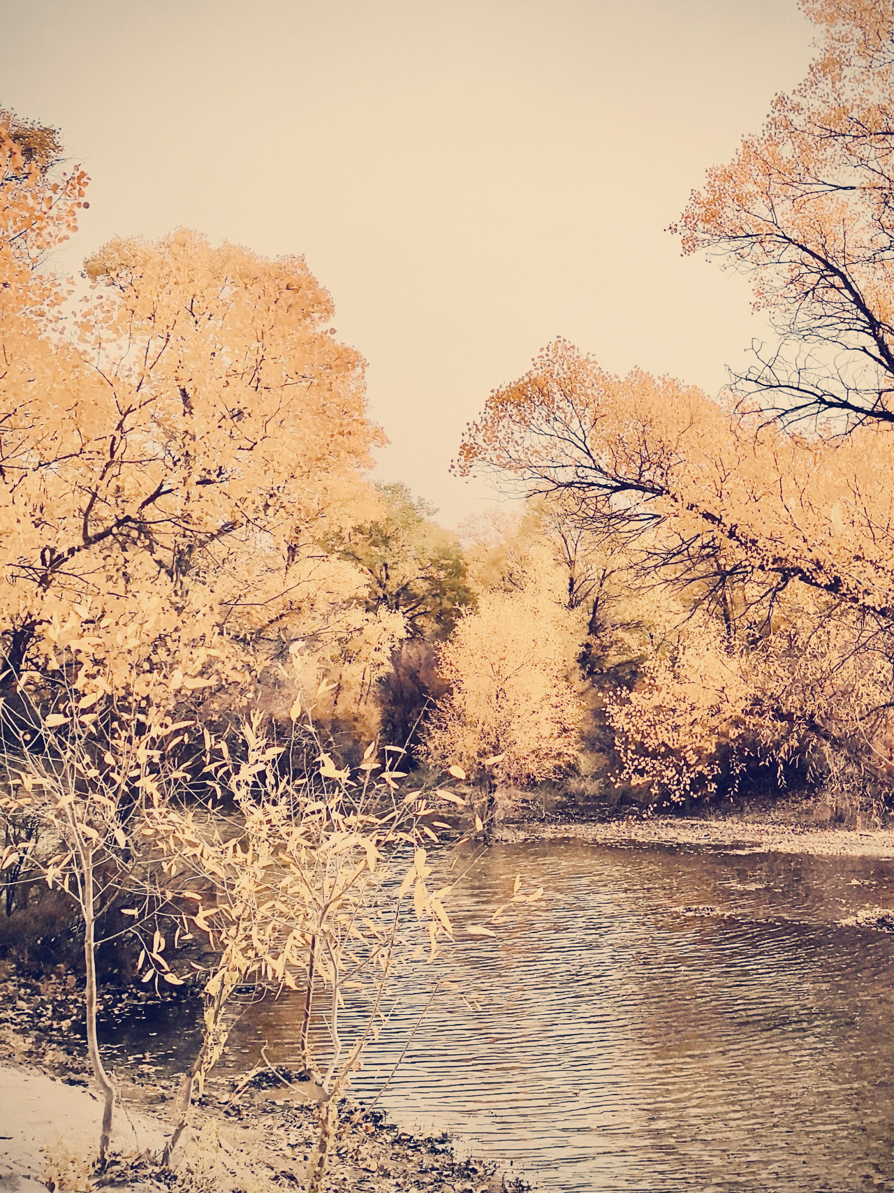 Autumn Foliage at Chengdu's Huanhuaxi Park
