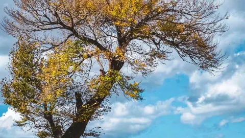 선양에서 화려한 가을을 담았어요, 마치 쏟아진 팔레트 같아요 — traveler post in 선양