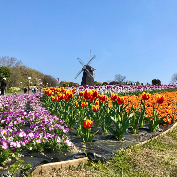 大阪にあるオランダのような風景の公園【花博記念公園 鶴見緑地