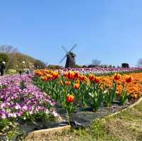 大阪にあるオランダのような風景の公園【花博記念公園 鶴見緑地】