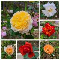 賞繡球花🌺樱花🥀@大埔海濱公園 
