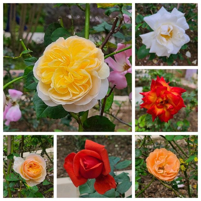 賞繡球花🌺樱花🥀@大埔海濱公園 