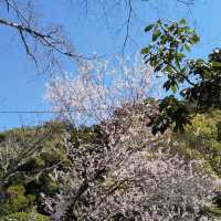 上賀茂神社の桜は五分咲きで華やかだった。