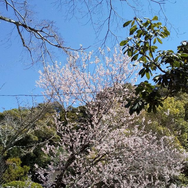 上賀茂神社の桜は五分咲きで華やかだった。