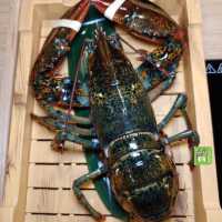 4 位送鮮活龍蝦「識郁」🦞