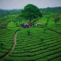 Tea Gardens 