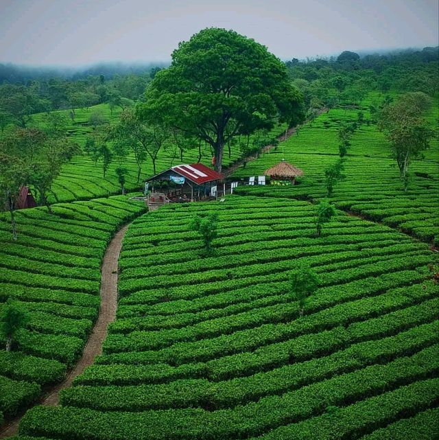 Tea Gardens 