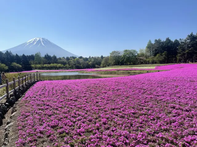 Fuji Shibazakura Festival 2023