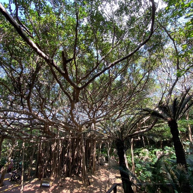 【沖縄県】やんばる世界自然遺産　大石林山！