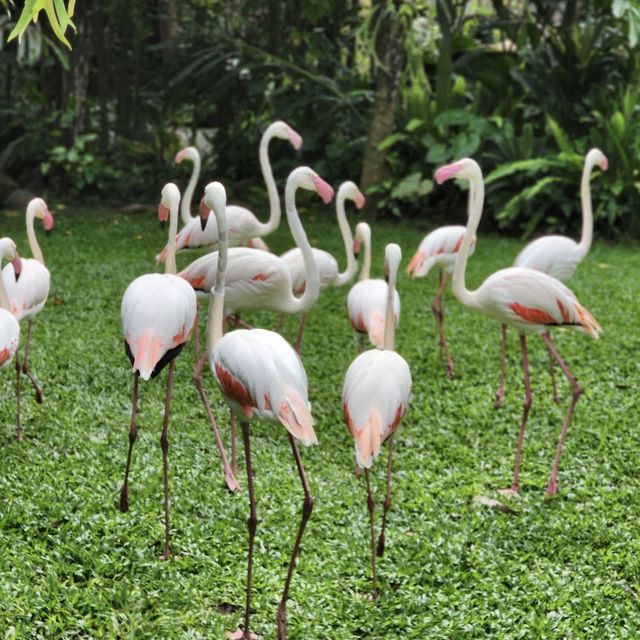 Bali Bird Park