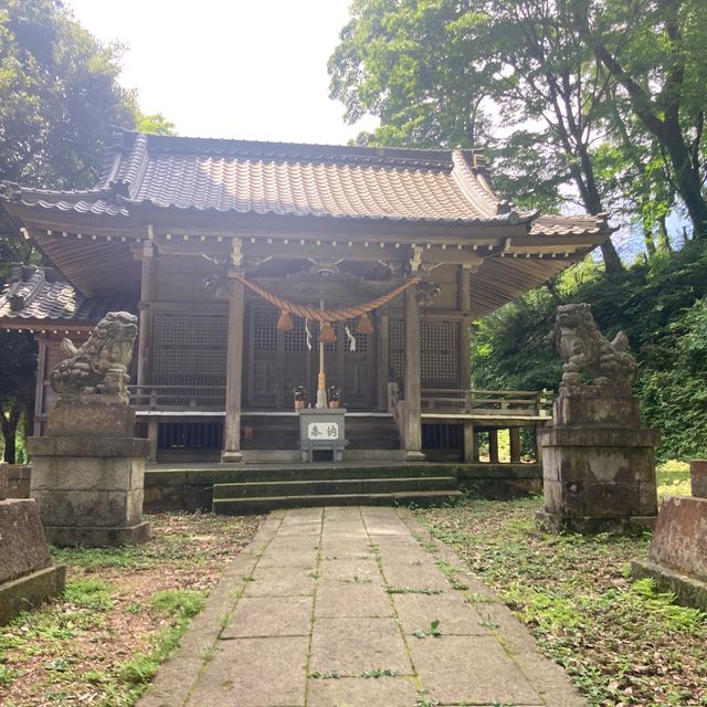 山中温泉　【栢野の大杉 (かやののおおすぎ)]