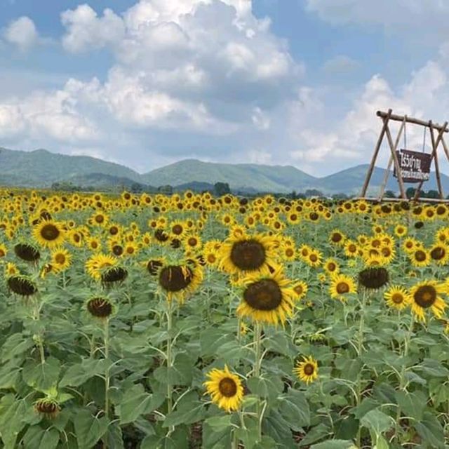 ทุ่งทานตะวันไร่วิชาญ จ.ลพบุรี