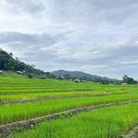ป่าบงเปียง 🌾