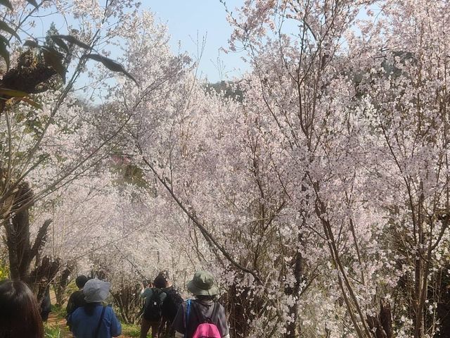 Hanami Yama Sakura season 🌸🌺🌼