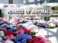 Miracle of Natural สวนดอกไม้เมืองหนาว 🌸🌹🌻💐