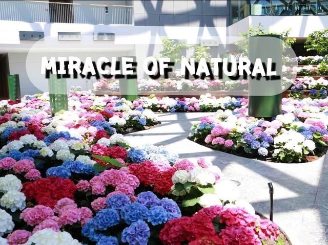 Miracle of Natural สวนดอกไม้เมืองหนาว 🌸🌹🌻💐