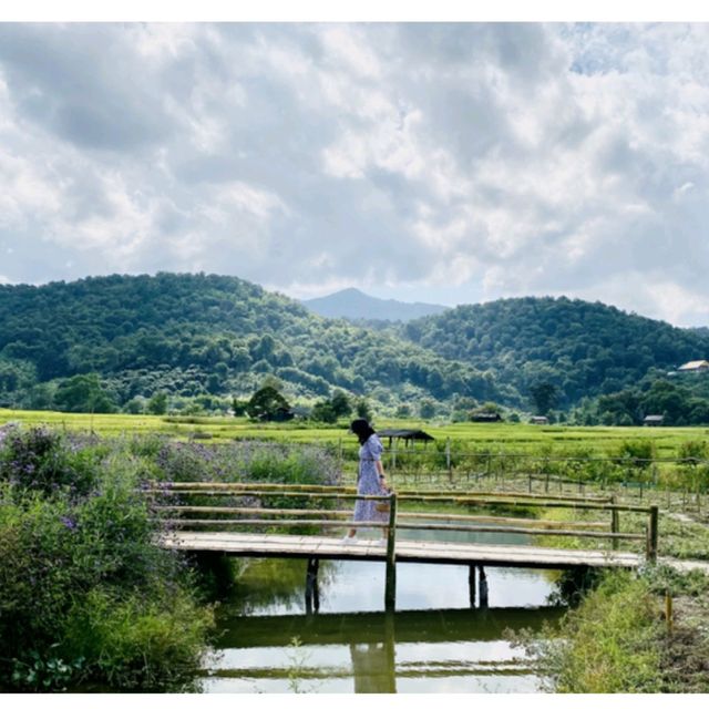 เจอ กู๊เนียร์ ฟอร์เร็ซท สวนดอกไม้ ที่ใหญ่ที่สุดในเชียงใหม่