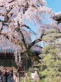 圓明寺の枝垂れ桜