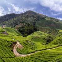 CAMERON HIGHLAND BEST AGRICULTURAL HILLSIDE 