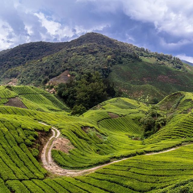 CAMERON HIGHLAND BEST AGRICULTURAL HILLSIDE 