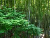 【京都市】青葉に映える緋毛氈🟥🌿