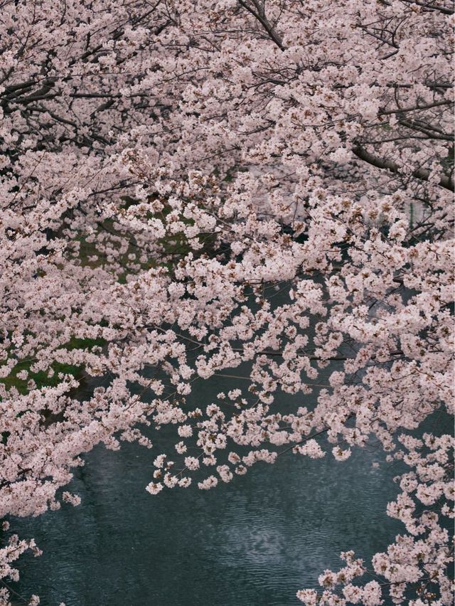 京都 | 小眾賞櫻地點 伏見十石舟