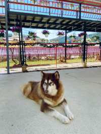 Puppy farm - cutest puppies in Dalat 