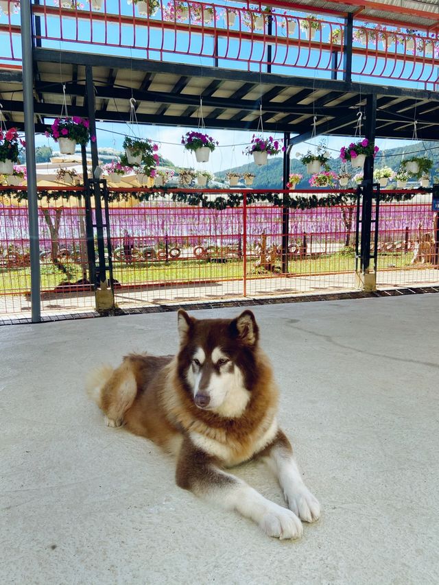 Puppy farm - cutest puppies in Dalat 
