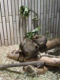 東京親子遊 - 恩賜上野動物園