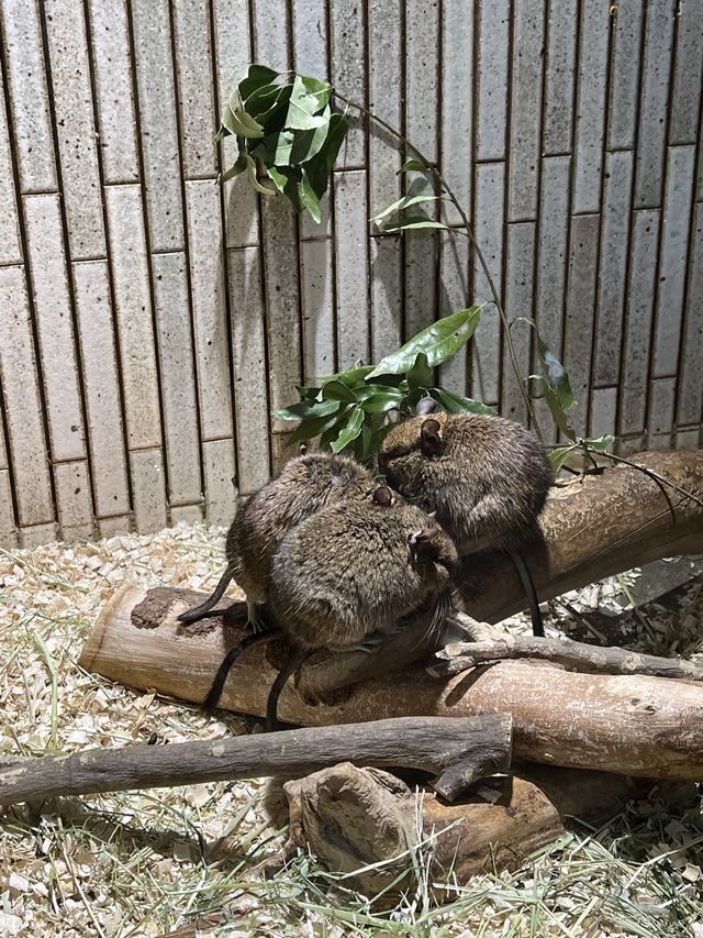 東京親子遊 - 恩賜上野動物園