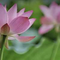 盛開的荷花🪷世界～洪湖公園