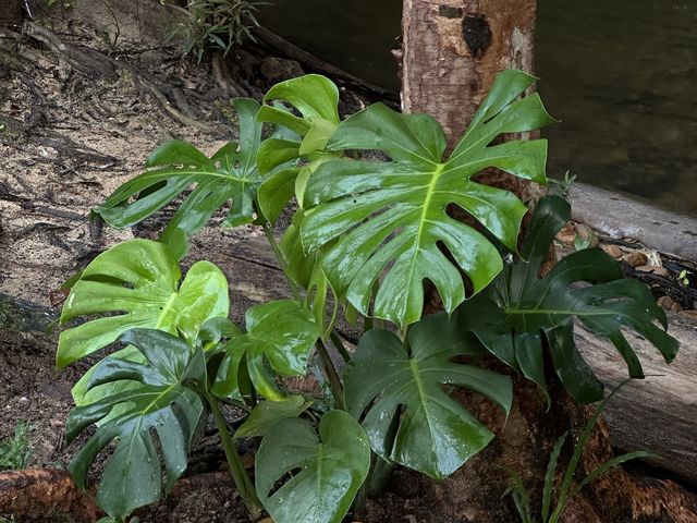 • ภูบรรทัด วัลเล่ย์ รีสอร์ท สตูล 🏕️🌿