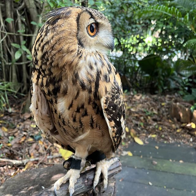 全球十大最佳動物園：新加坡動物園🦁