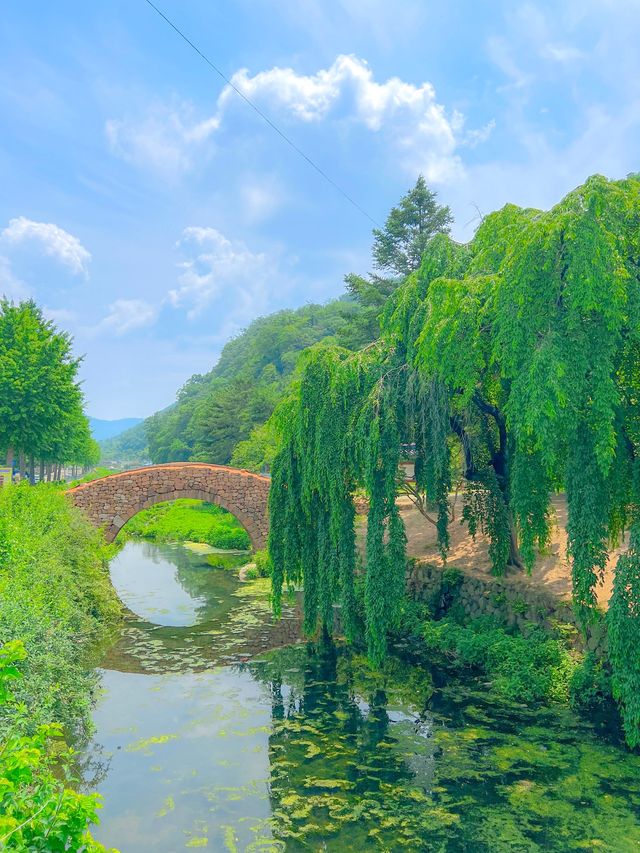 드디어 다녀온, 창녕 만년교💚