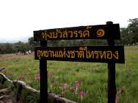 "ราชินีแห่งป่าฝน" เบ่งบานอวดโฉมให้เห็นกันแค่ปีละ