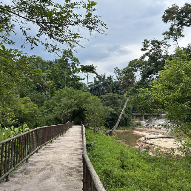 在大自然園區裡優哉游哉的大象 🐘