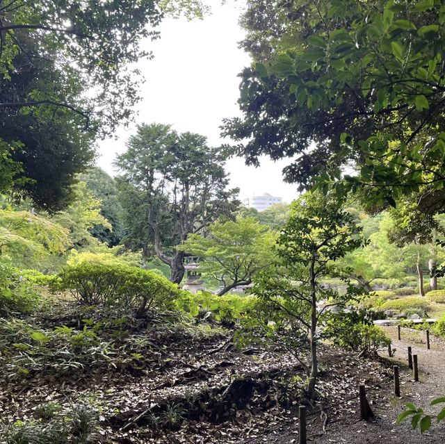花與和諧的完美結合！舊古河庭園🌹🏰🌿