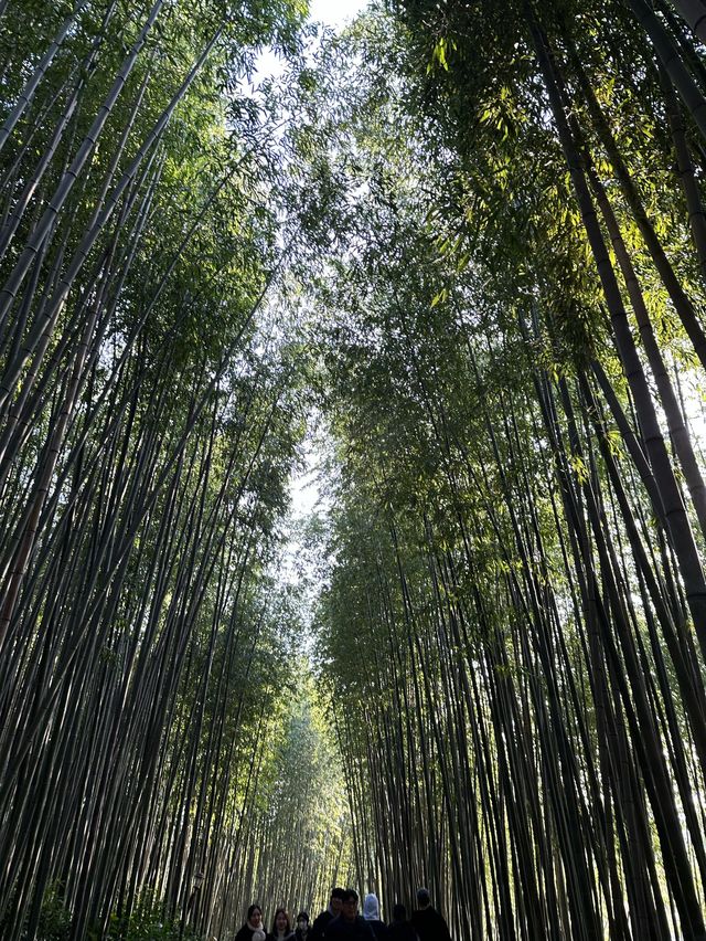 フォトジェニックな竹林でヒーリング