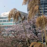 賞櫻名所 上野恩賜公園part2