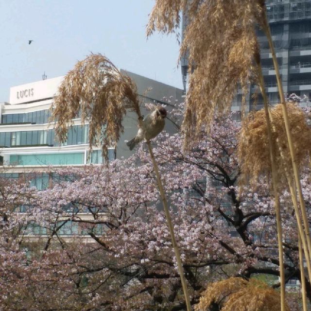 賞櫻名所 上野恩賜公園part2