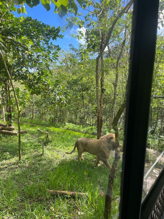 Animal Encounter at Cebu Safari
